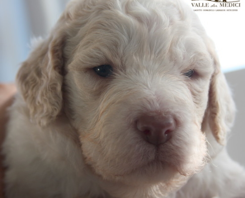 bella lagotto