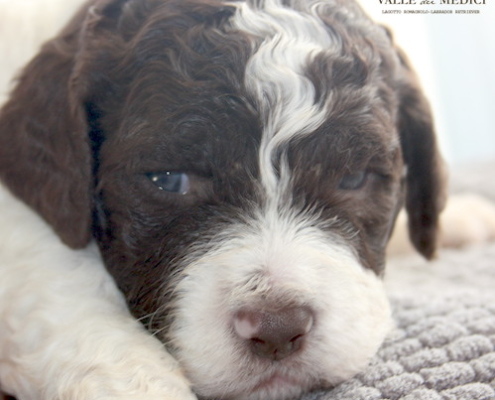 birba femmina lagotto 1