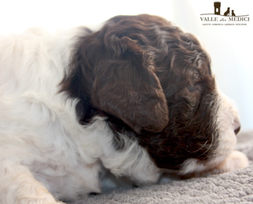 birba lagotto cucciolo