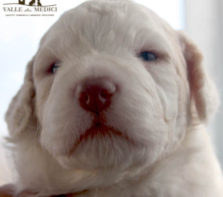 bobo cucciolo lagotto