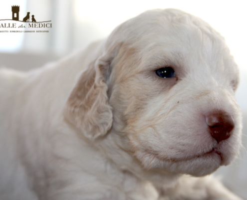 bobo lagotto