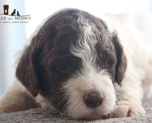 bos toelettare lagotto