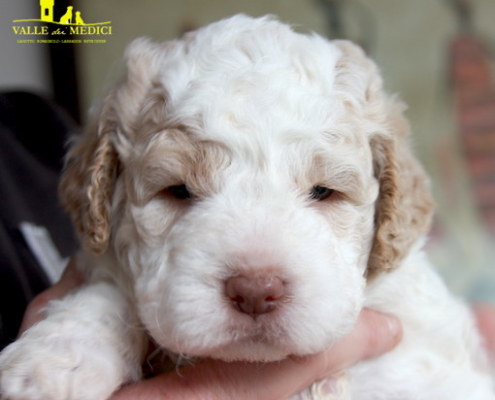 caratteristica lagotto