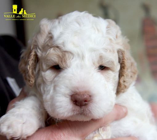 caratteristica lagotto