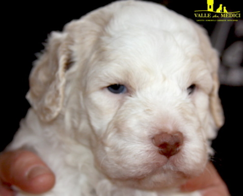 cucciolo lagotto bianco