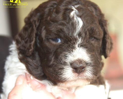 cura lagotto