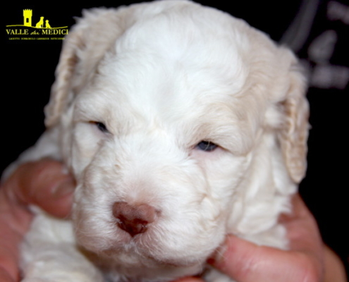 lagotto