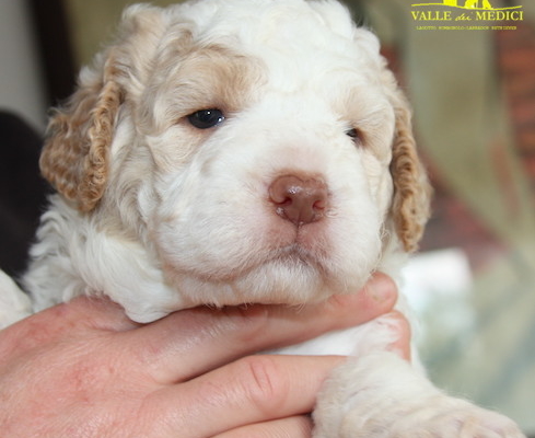 lagotto caratteristiche