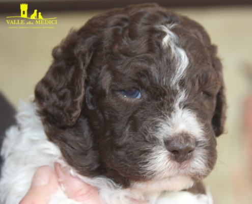 lagotto chiaro