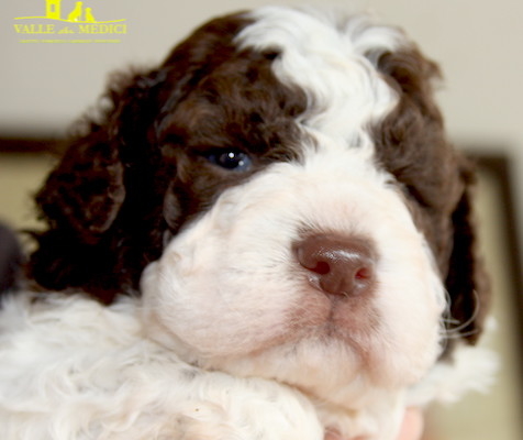 lagotto cura