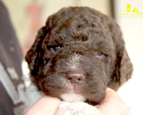 lagotto lagotto