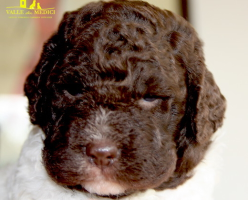 lagotto roano