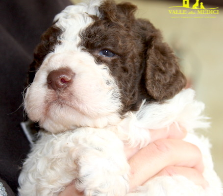 lagotto swiss