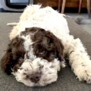 allevamento lagotto svizzera