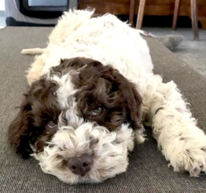 allevamento lagotto svizzera