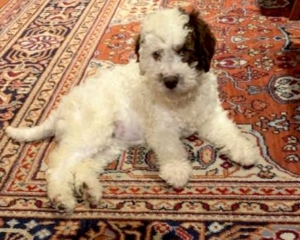 cucciolo lagotto svizzera