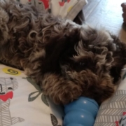 lagotto roano