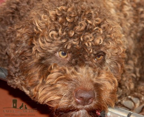 cane lagotto