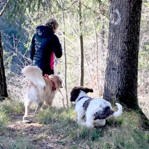 lagotto svizzera tedesca