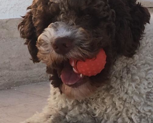 size-dog-lagotto-romagnolo