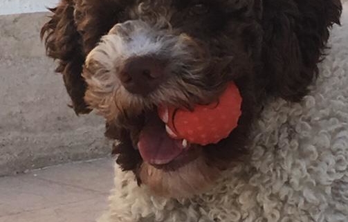 size-dog-lagotto-romagnolo