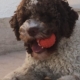 size-dog-lagotto-romagnolo