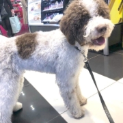 kenzo lagotto venezia