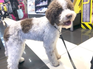 kenzo lagotto venezia