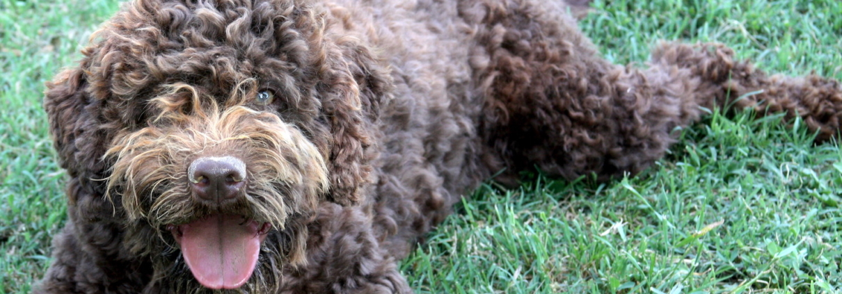 lagotto