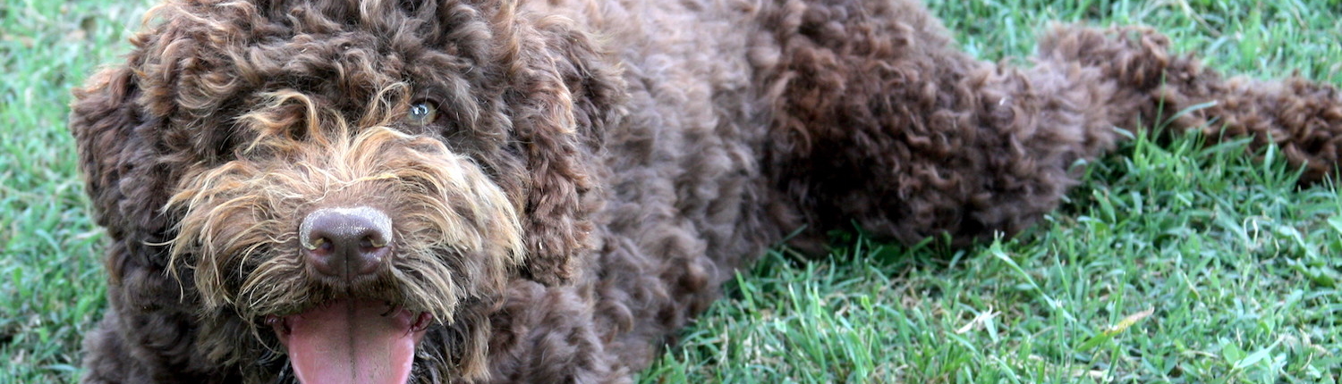 lagotto