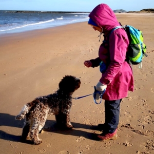 lagotto UK England