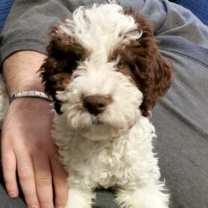 lagotto genova