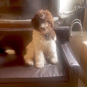 lagotto liguria