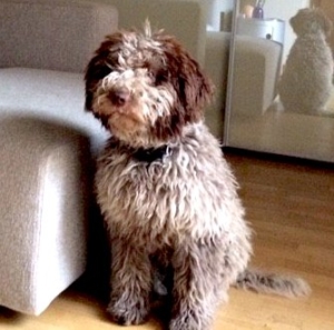 lagotto milano