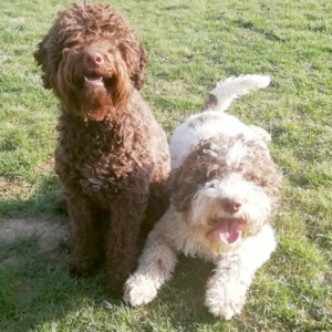 lagotto repubblica ceca