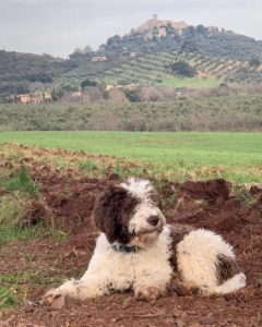 roma lagotto