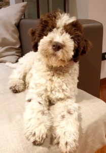 roma lagotto romagnolo