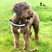 attrezzi toelettare cane lagotto