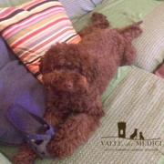 lagotto romagnolo cane taglia media