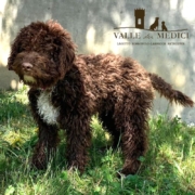 lagotto romagnolo marrone