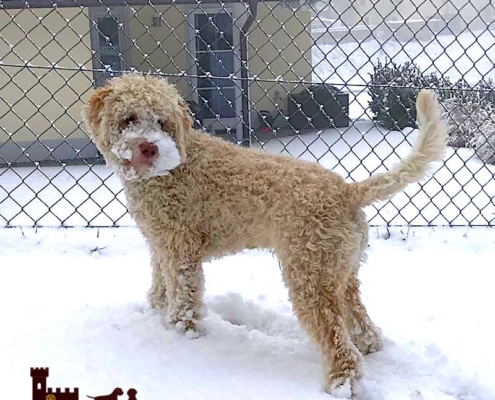 tools to groom lagotto romagnolo