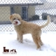 tools to groom lagotto romagnolo