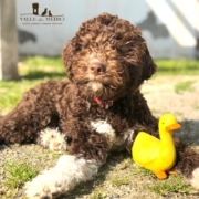 lagotto romagnolo