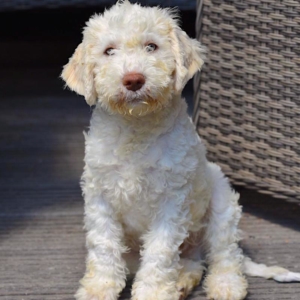 lagotto romagnolo germania - germany