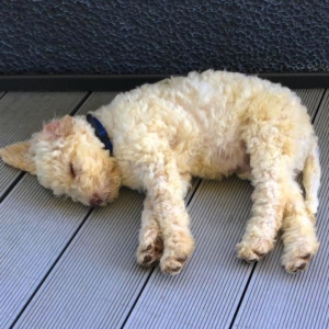 swiss lagotto breeder