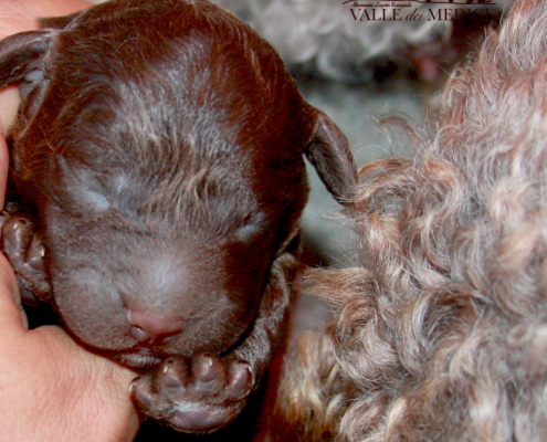 akela breed Lagotto romagnolo