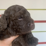 akela lagotto romagnolo family dog