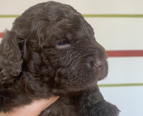 akela lagotto romagnolo family dog