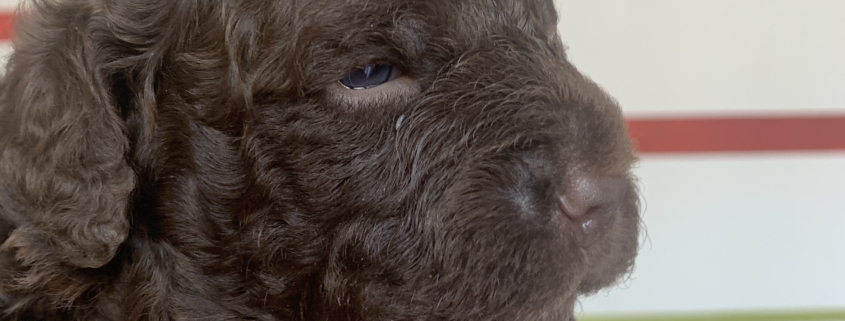 akela lagotto romagnolo family dog