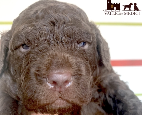 akela temperament lagotto romagnolo